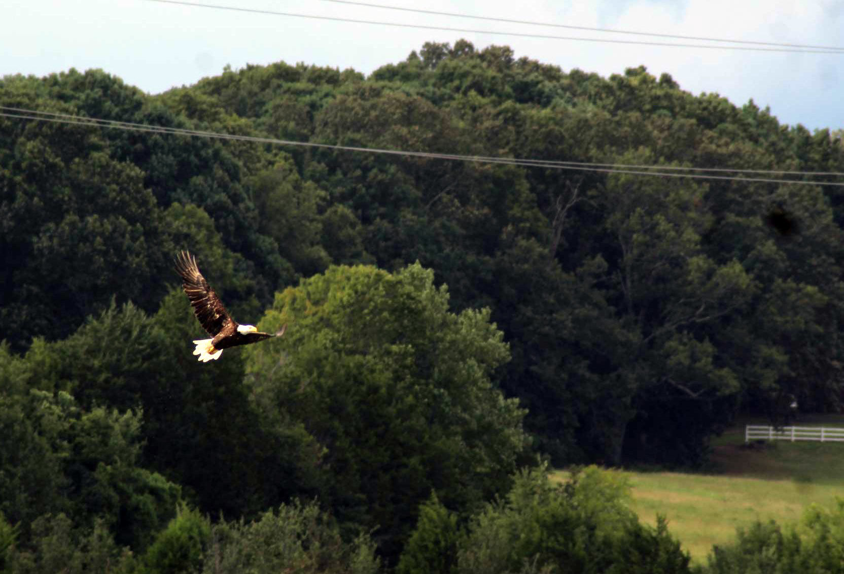 bald eagle